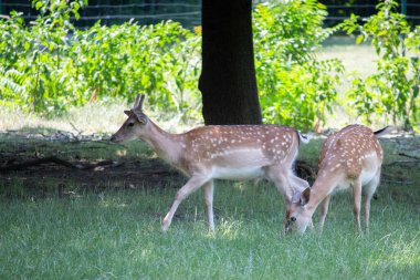 Hayvanat bahçesindeki vahşi yumurta geyiği.