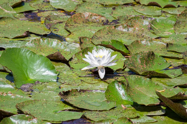 Белые Лилии Озере — стоковое фото