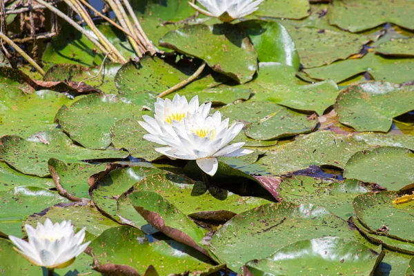 Белые Лилии Озере — стоковое фото