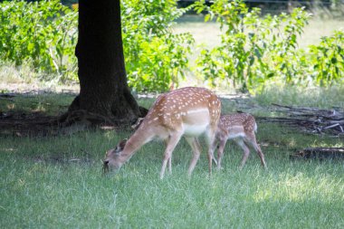 Hayvanat bahçesindeki vahşi yumurta geyiği.