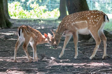 Hayvanat bahçesindeki vahşi yumurta geyiği.