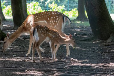 Hayvanat bahçesindeki vahşi yumurta geyiği.
