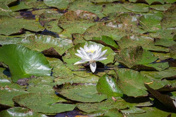 Weiße Lilien Auf Dem See — Stockfoto