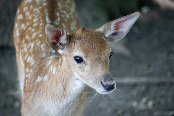 Roe Deer Cub Zoo — Stock Photo, Image