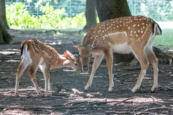 stock image Wild roe deer in the zoo.