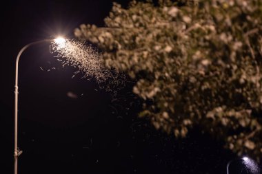 Birçok böcek Ephemeroptera ışığa doğru uçar.