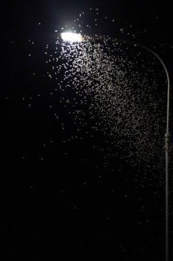 Birçok böcek Ephemeroptera ışığa doğru uçar.