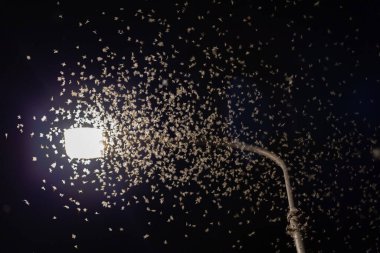 Birçok böcek Ephemeroptera ışığa doğru uçar.