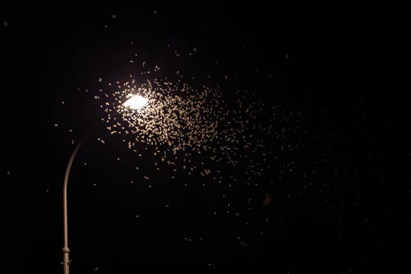 多くの昆虫エフェロポテラが光の中に飛び込む — ストック写真
