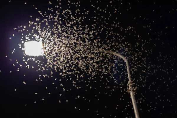 Viele Insekten Fliegen Ins Licht — Stockfoto