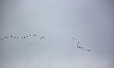 Gökyüzünde uçan bir grup kuş.