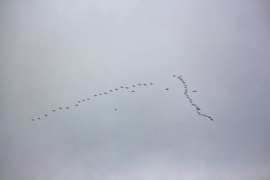 Gökyüzünde uçan bir grup kuş.