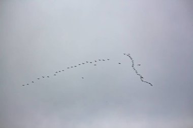 Gökyüzünde uçan bir grup kuş.