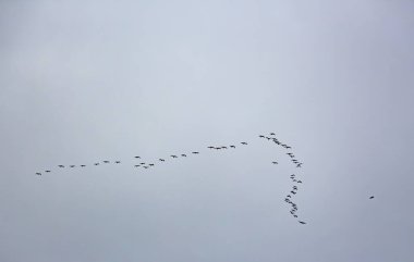 Gökyüzünde uçan bir grup kuş.