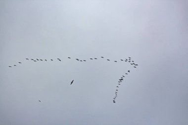 Gökyüzünde uçan bir grup kuş.