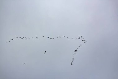 Gökyüzünde uçan bir grup kuş.