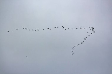 Gökyüzünde uçan bir grup kuş.