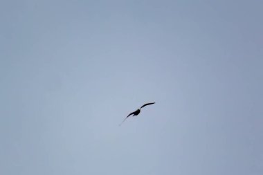 Sonbahar gökyüzünde martı