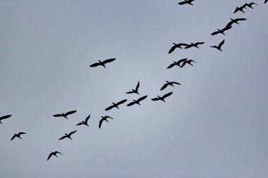 Gökyüzünde uçan bir grup kuş.