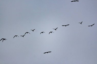 Gökyüzünde uçan bir grup kuş.