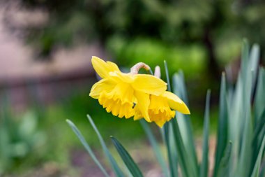 İlkbaharda çiçek açan nergisler