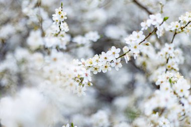İlkbaharın başında kiraz çiçeği açar.