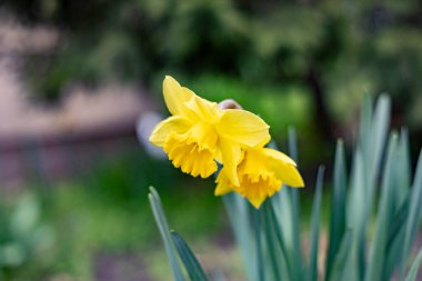 İlkbaharda çiçek açan nergisler