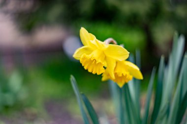 İlkbaharda çiçek açan nergisler