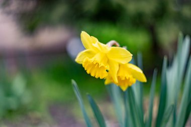 İlkbaharda çiçek açan nergisler