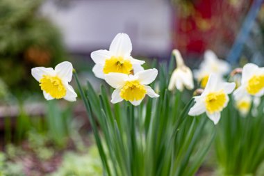 İlkbaharda çiçek açan nergisler