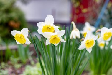 İlkbaharda çiçek açan nergisler