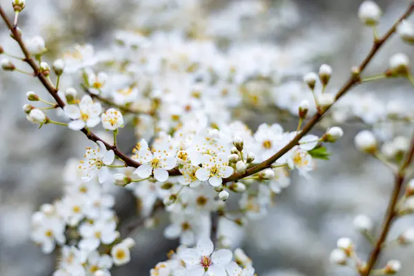 Cherry plum blossom in early spring