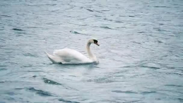 Swan Плавает Воде — стоковое видео