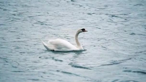 Swan Плавает Воде — стоковое видео