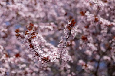 Bahar başında pembe çiçek açan meyve ağacı.