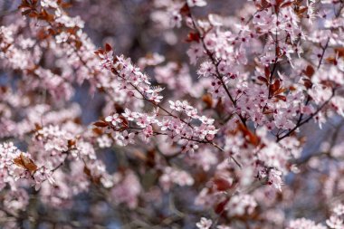 Bahar başında pembe çiçek açan meyve ağacı.