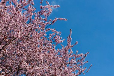 Bahar başında pembe çiçek açan meyve ağacı.