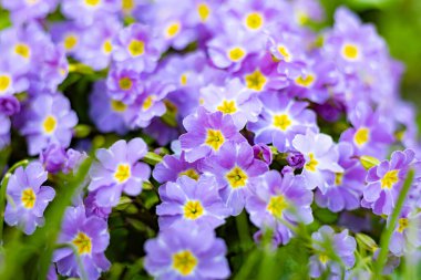 Baharda bir evin bahçesinde çiçek açan çuha çiçeği.