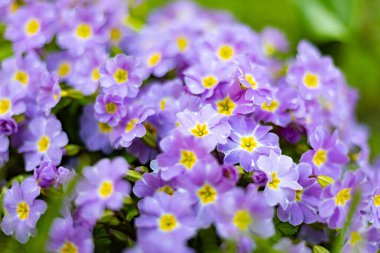 Baharda bir evin bahçesinde çiçek açan çuha çiçeği.