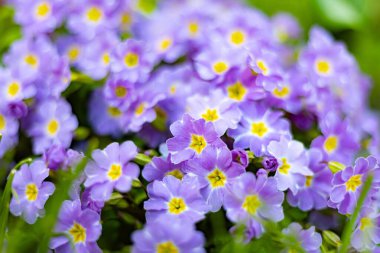 Baharda bir evin bahçesinde çiçek açan çuha çiçeği.