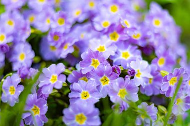 Baharda bir evin bahçesinde çiçek açan çuha çiçeği.