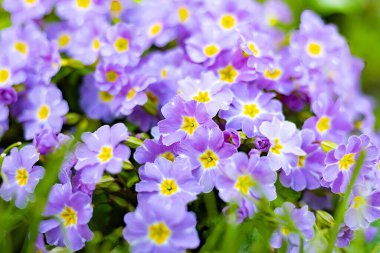 Baharda bir evin bahçesinde çiçek açan çuha çiçeği.