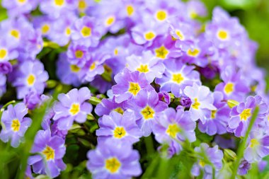 Baharda bir evin bahçesinde çiçek açan çuha çiçeği.