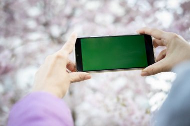 Baharda çiçek açan bir ağacın arka planında elinde yeşil perde olan bir telefon.