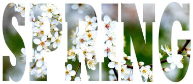 Kiraz çiçeklerinin arkaplanındaki metin