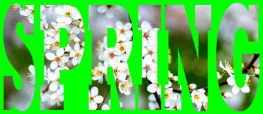 Kiraz çiçeklerinin arkaplanındaki metin