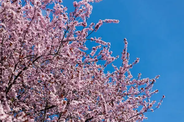 Fruit tree blossoming pink in early spring