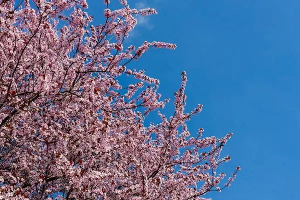 Fruit tree blossoming pink in early spring