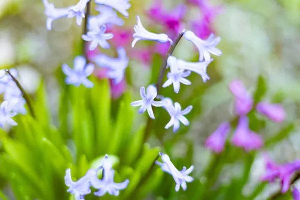 Hyacinths Florescendo Primavera Pátio Uma Casa — Fotografia de Stock