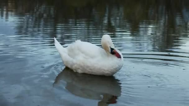 白い白鳥は川の水で自分自身を洗う — ストック動画